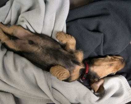 Schlafpostion bei Hunden