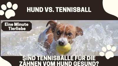 Tennisball für die Zähne eines Hundes gefährlich?