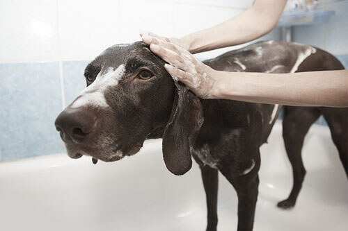 Hundeshampoo ohne Chemie