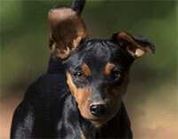 Reico Maixodog Olymp besiegt Hundefutter kaltgepresst